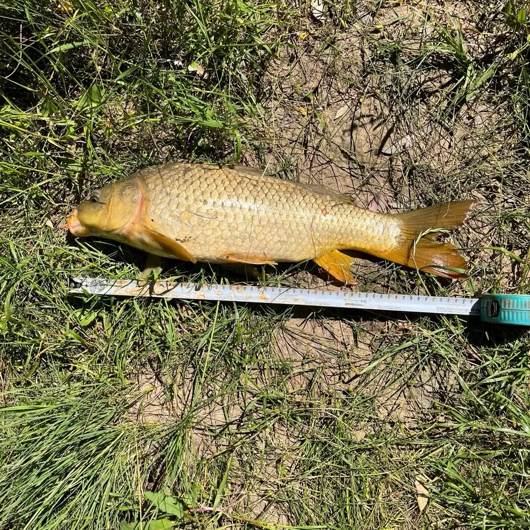 Common carp caught on Fishbrain