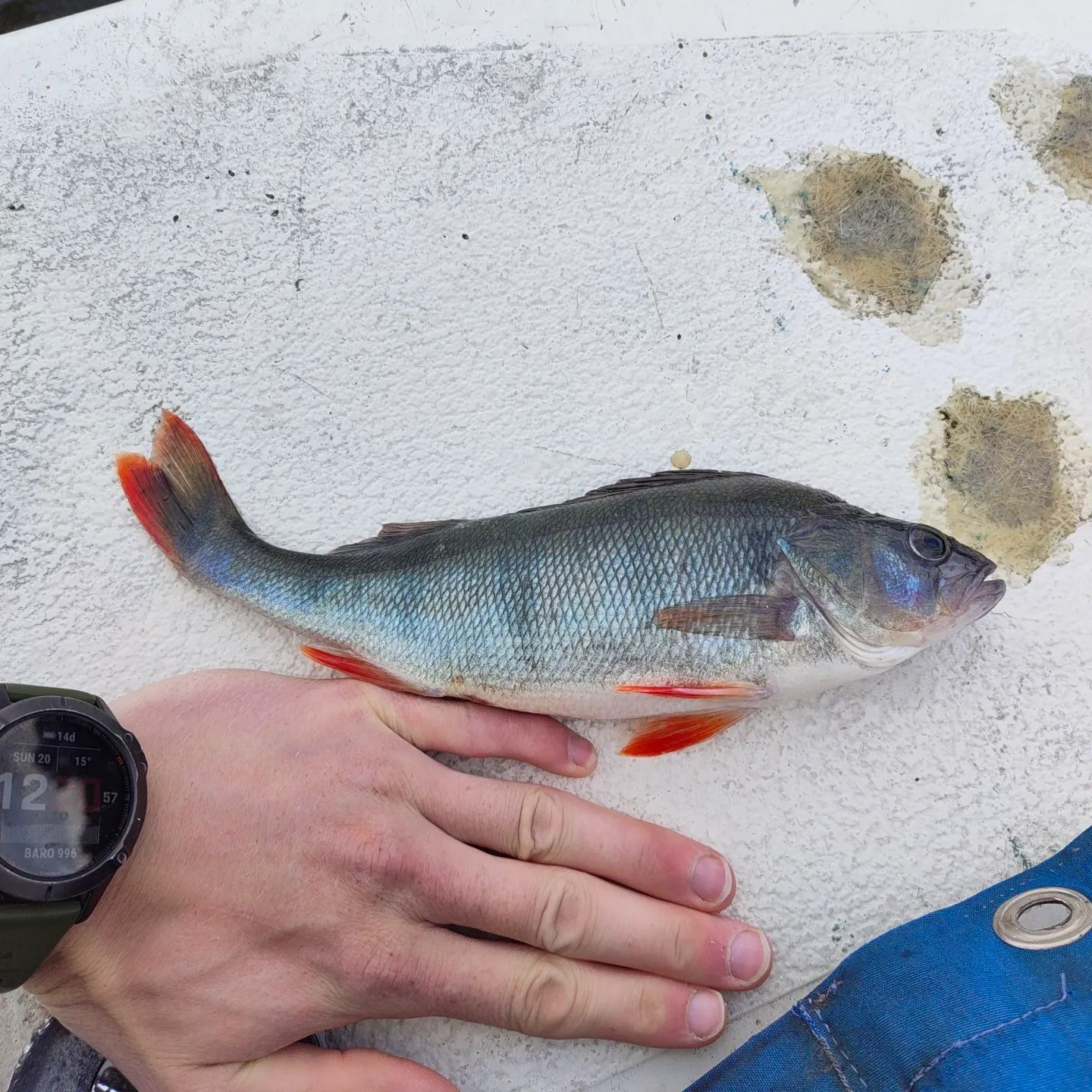 European perch caught on Fishbrain