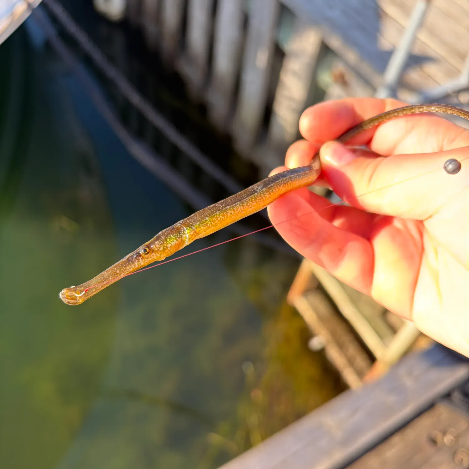 The most recent Broadnosed pipefish catches on Fishbrain