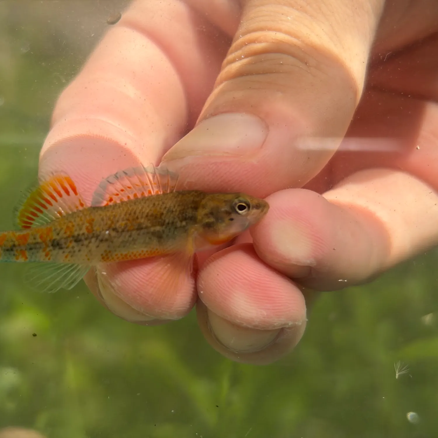 Shawnee Hills cavefish caught on Fishbrain
