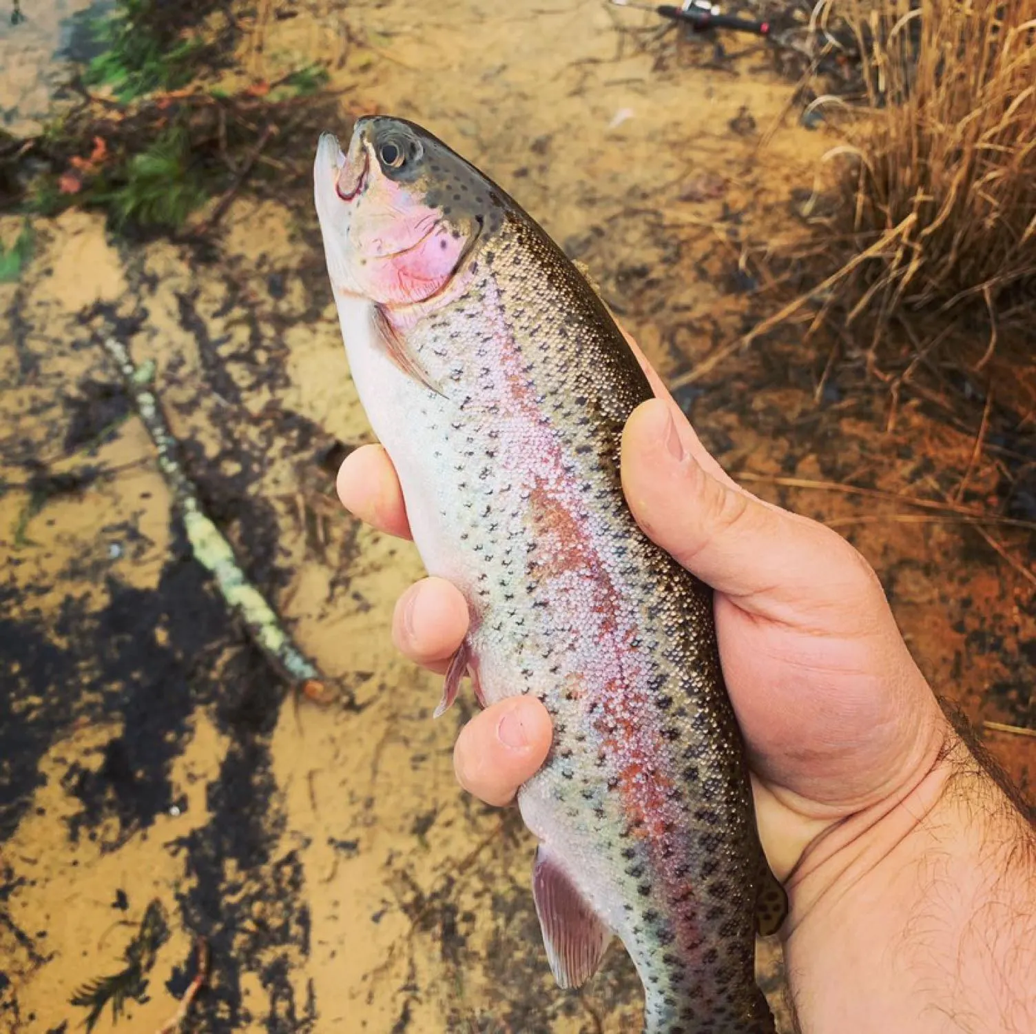 Post image from sireggleston