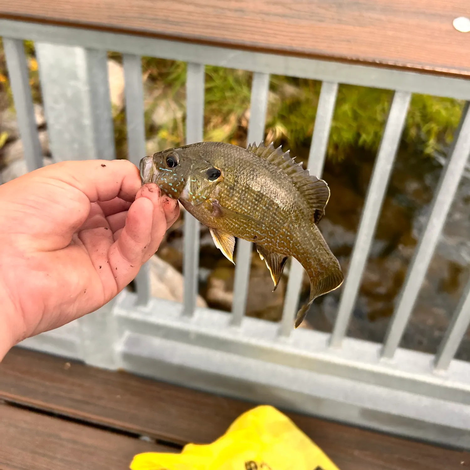 Green sunfish caught on Fishbrain