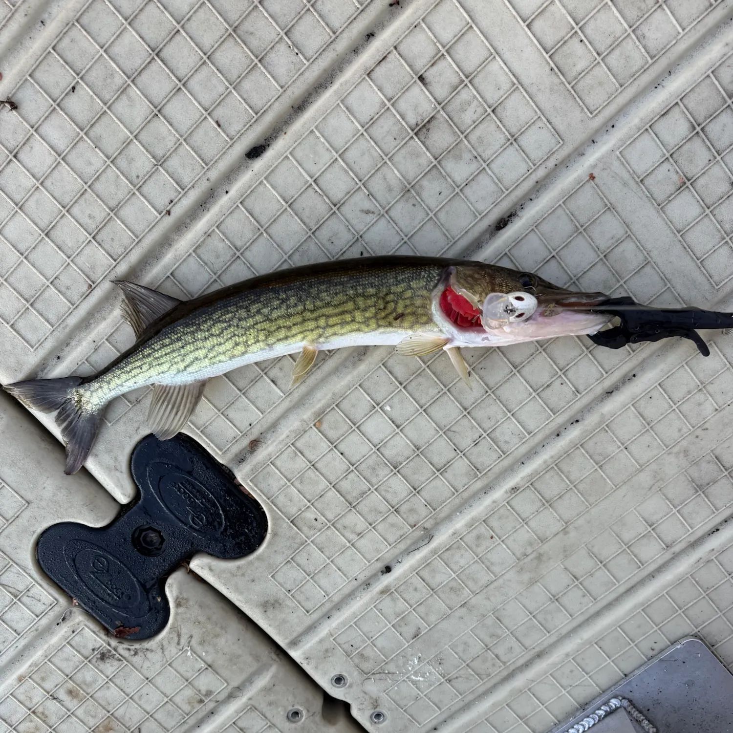 Chain pickerel caught on Fishbrain