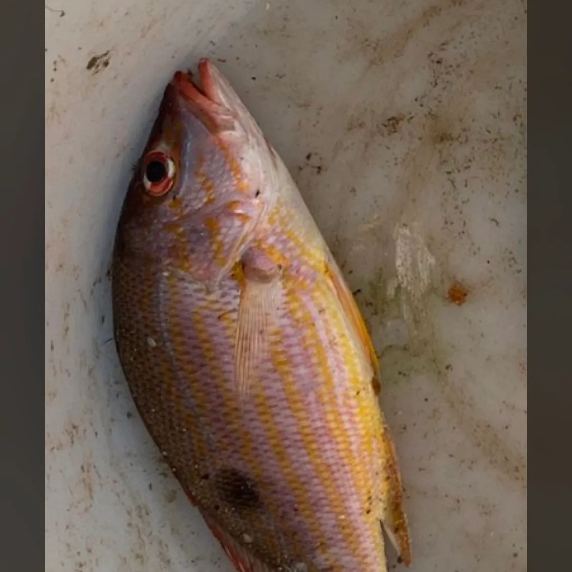 The most recent Lane snapper catches on Fishbrain