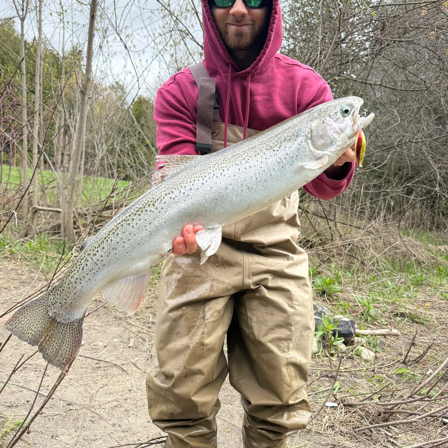 The most recent Steelhead catches on Fishbrain