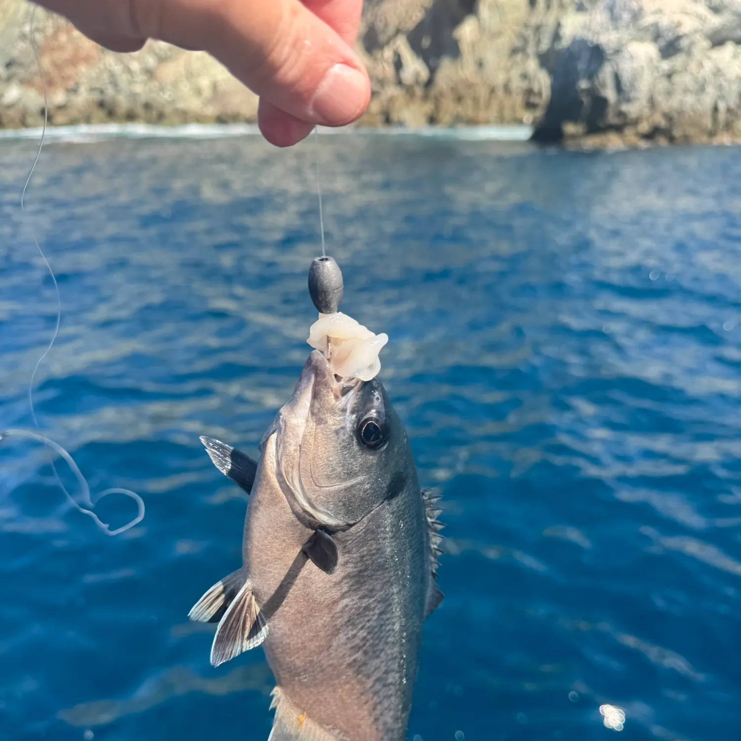 Opaleye caught on Fishbrain