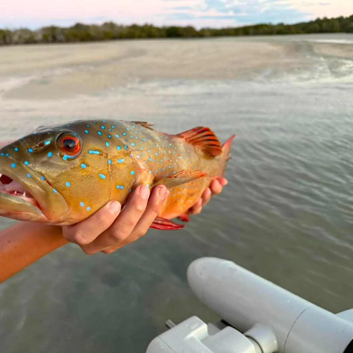 The most recent Spotted coralgrouper catches on Fishbrain