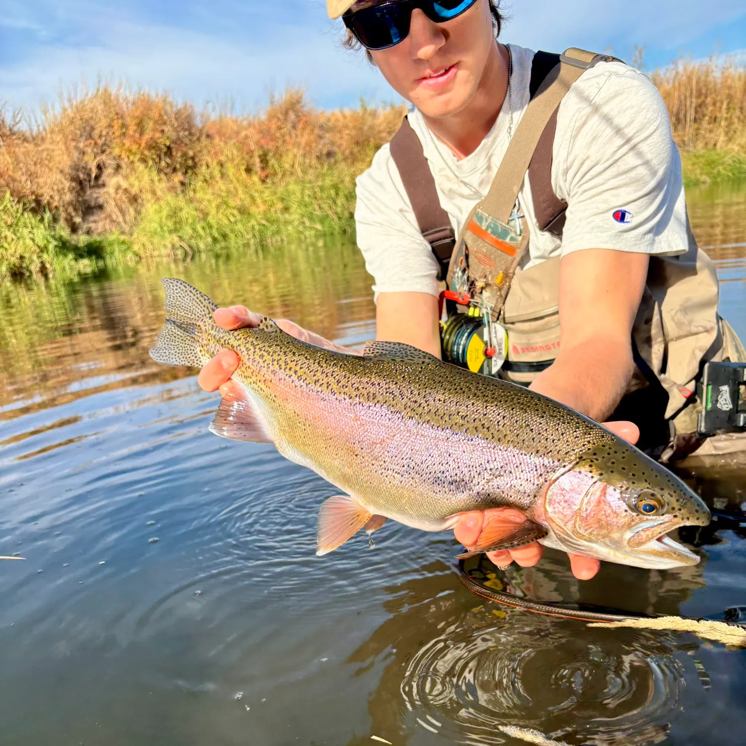 Rainbow trout caught on Fishbrain
