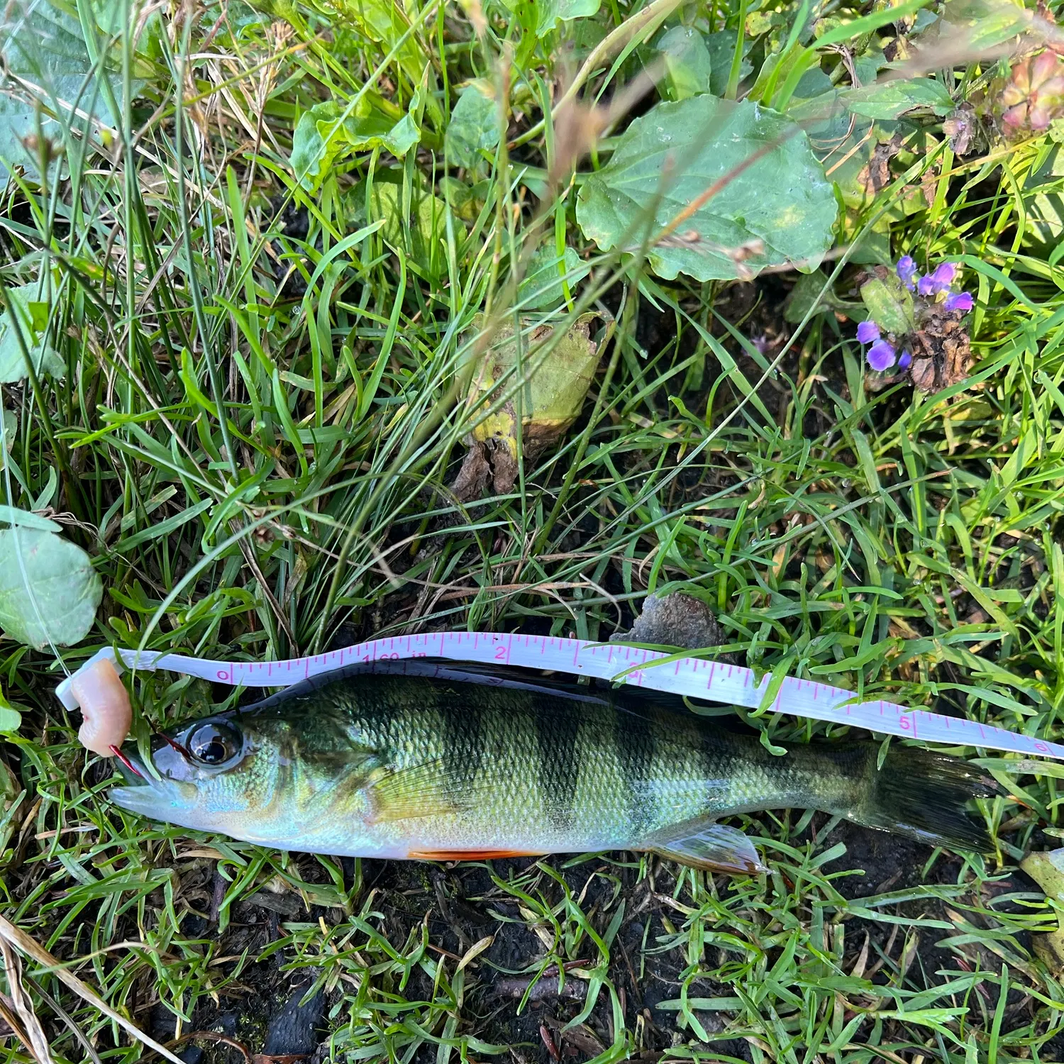 Yellow perch caught on Fishbrain