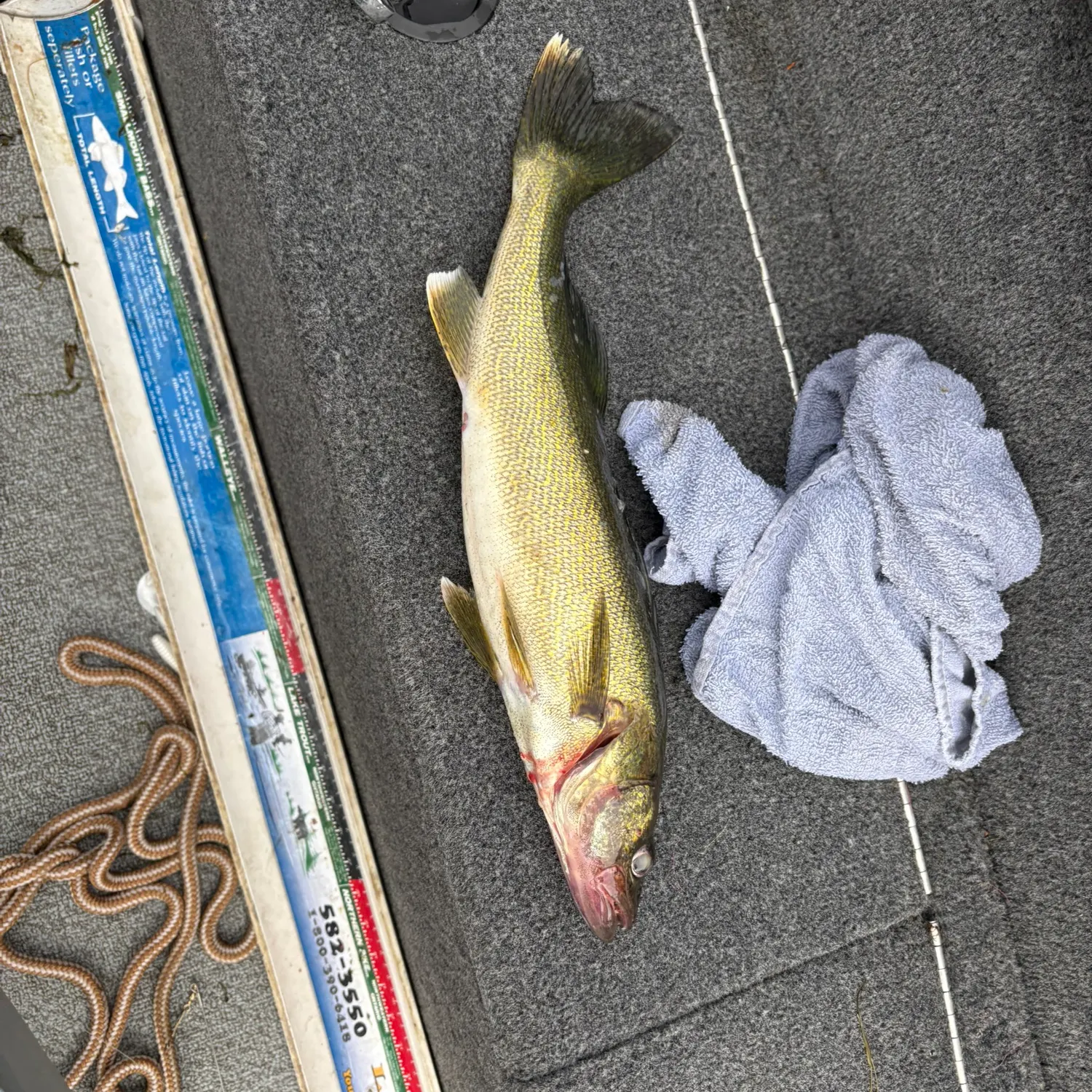 recently logged catches