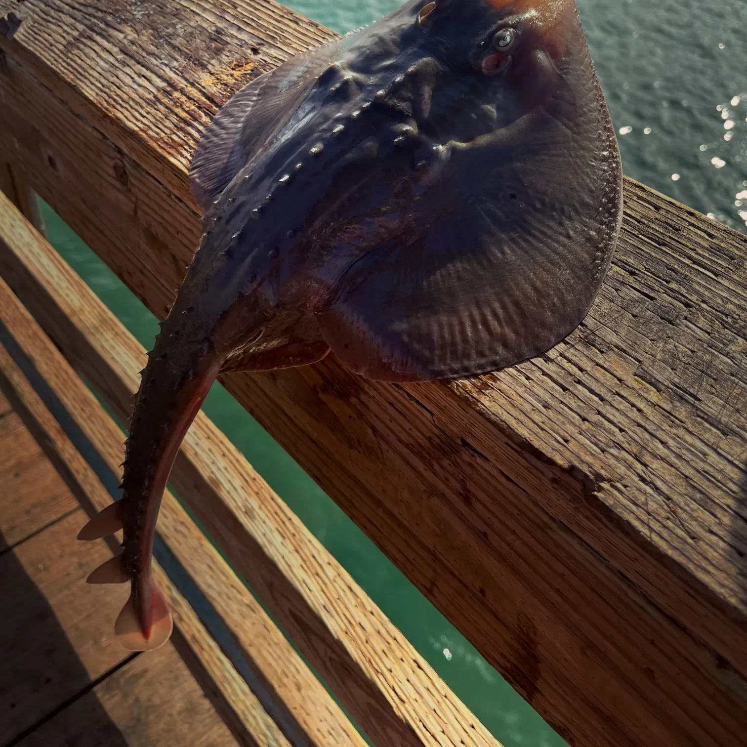 The most recent Thornback ray catches on Fishbrain