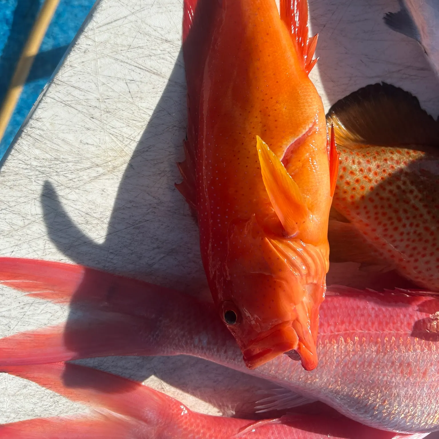 The most recent Red grouper catches on Fishbrain