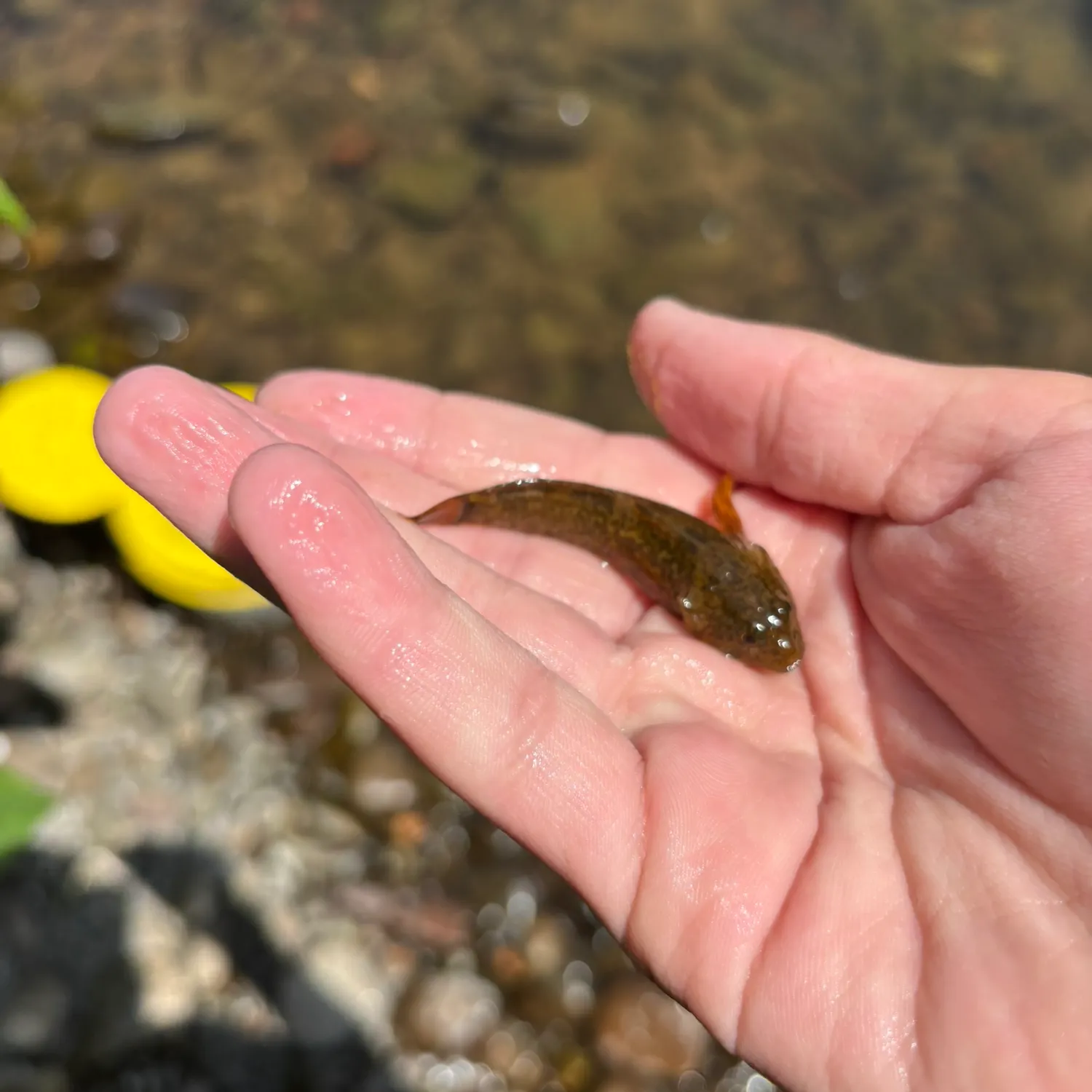 The most recent Mottled sculpin catches on Fishbrain