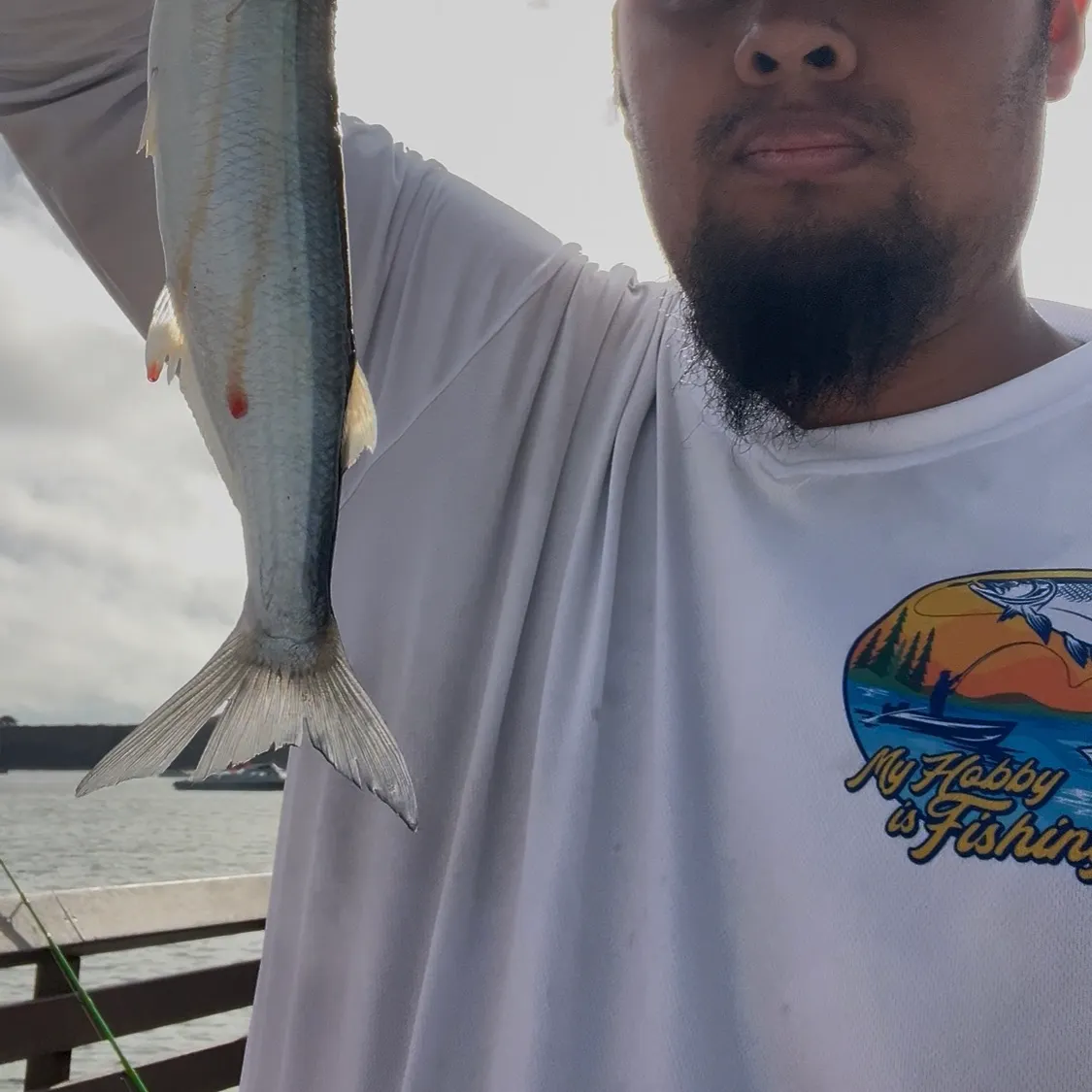 Jack silverside caught on Fishbrain