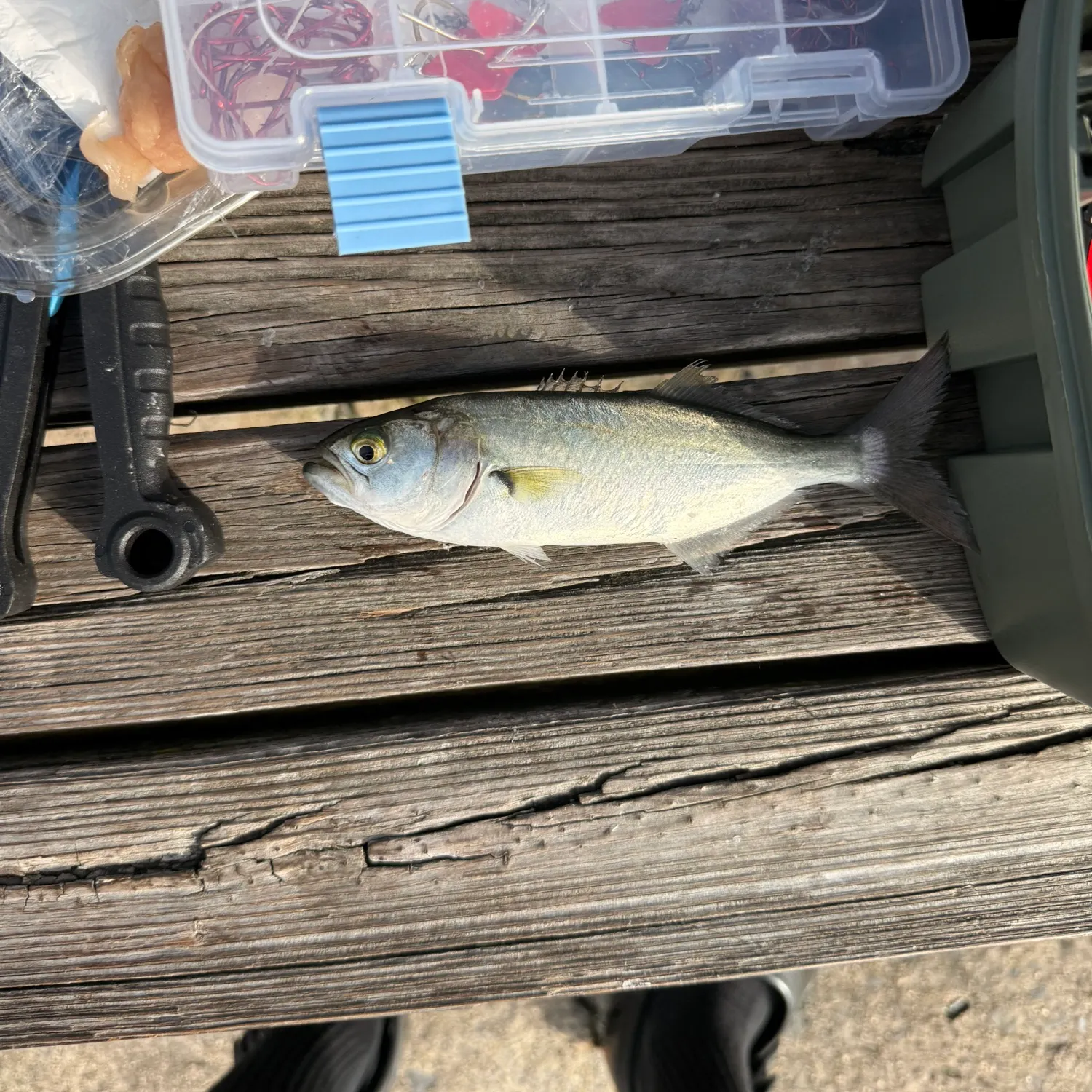 Fish caught on Fishbrain