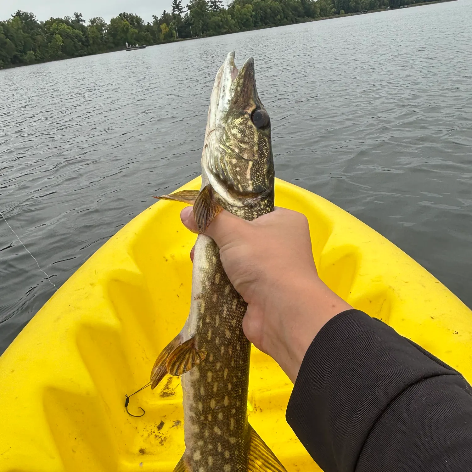 Northern pike caught on Fishbrain