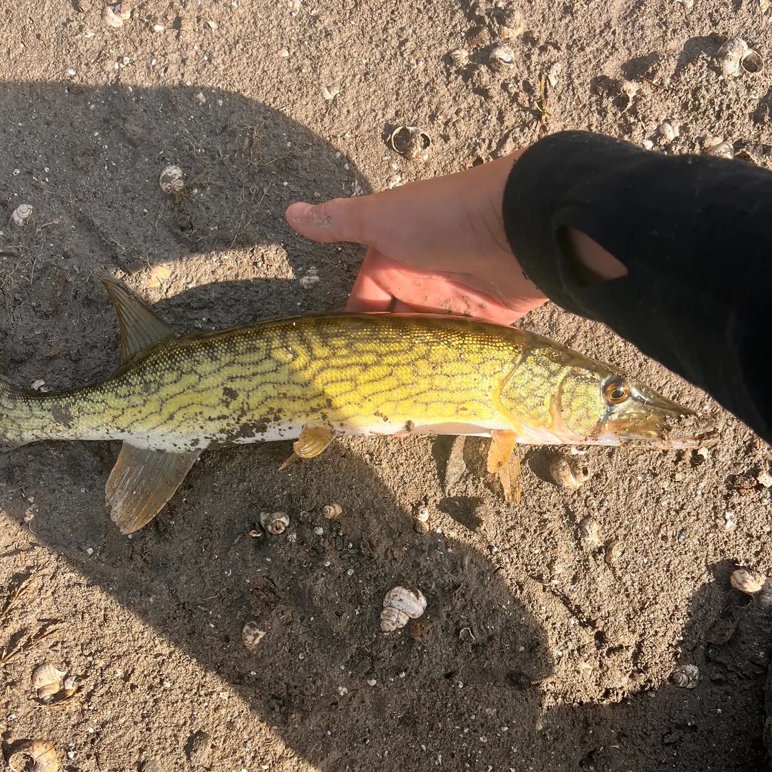 Chain pickerel caught on Fishbrain