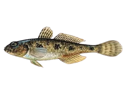 Common goby