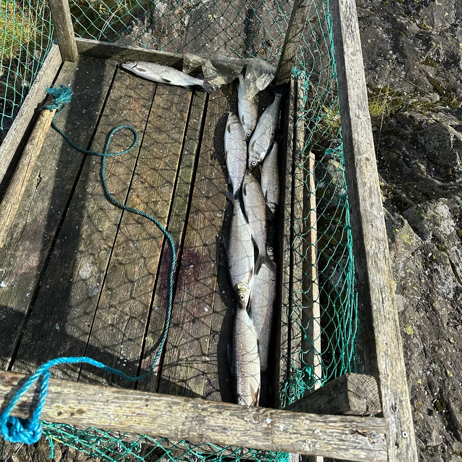 The most recent Lake whitefish catches on Fishbrain