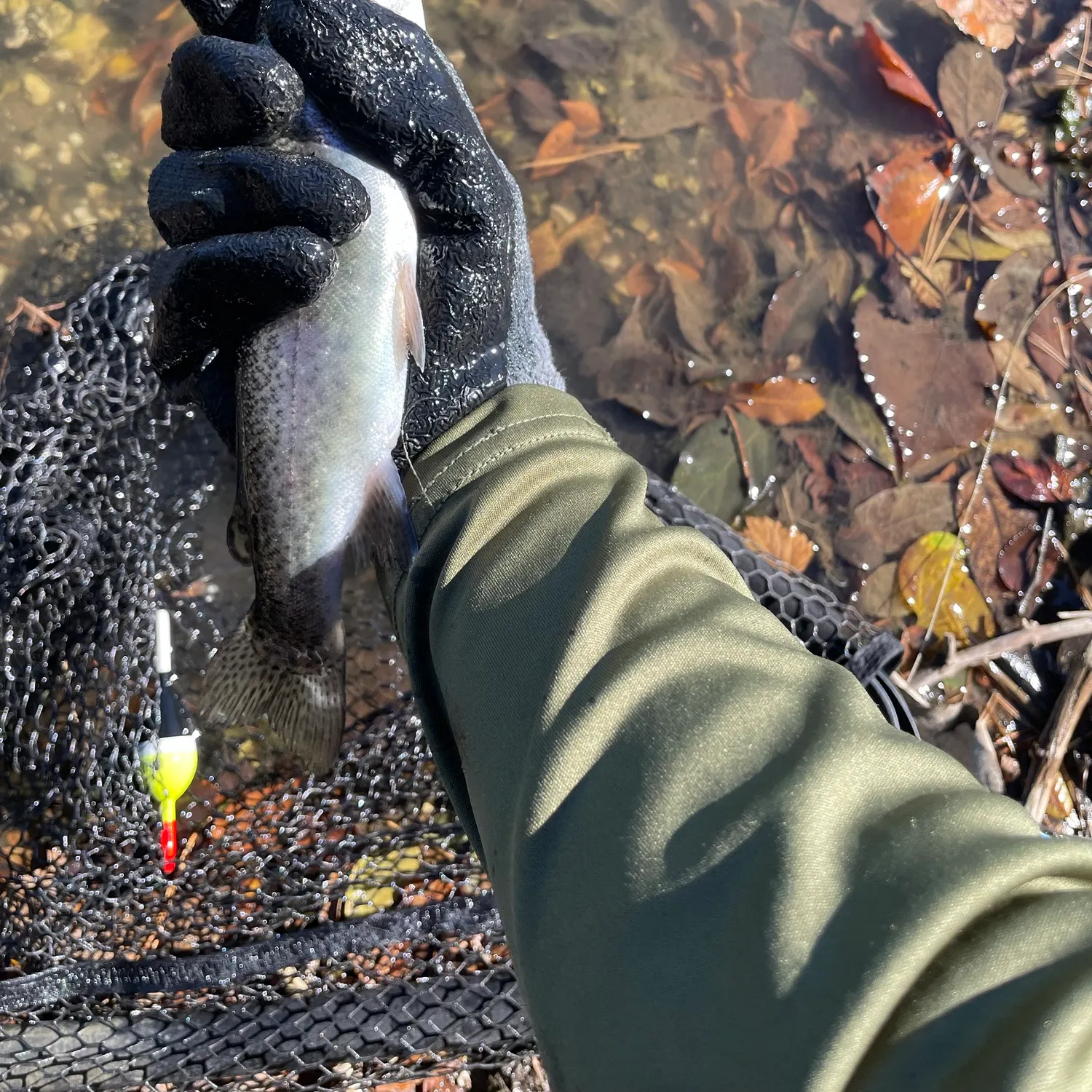 Rainbow trout caught on Fishbrain