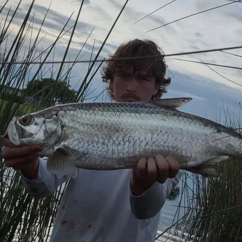 Tarpon caught on Fishbrain