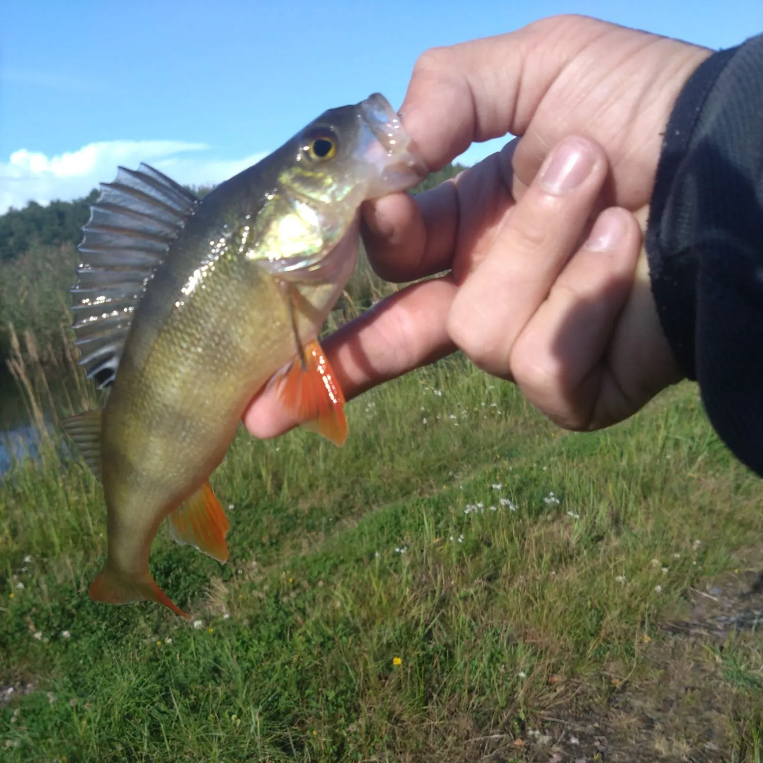 European perch caught on Fishbrain