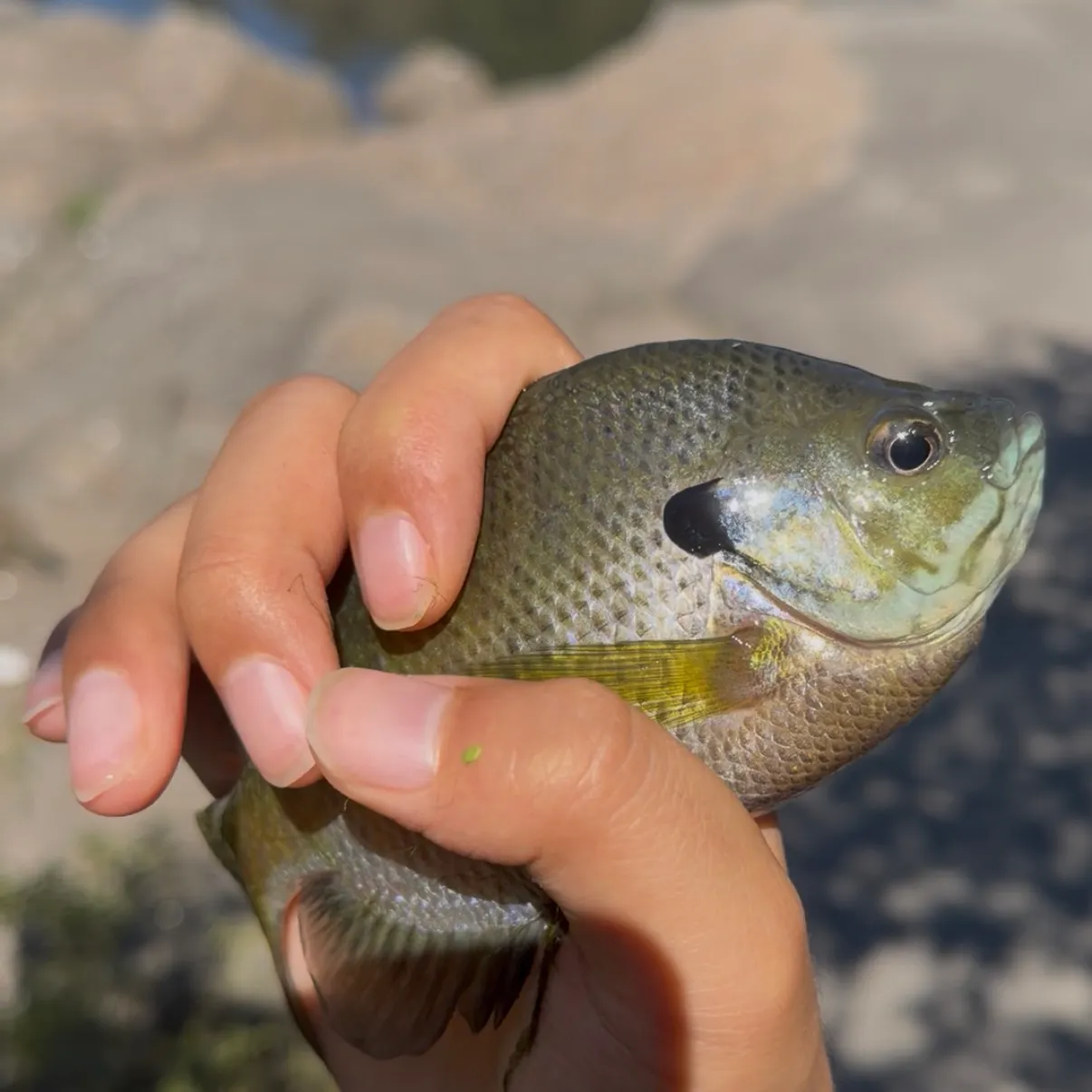 Bluegill caught on Fishbrain