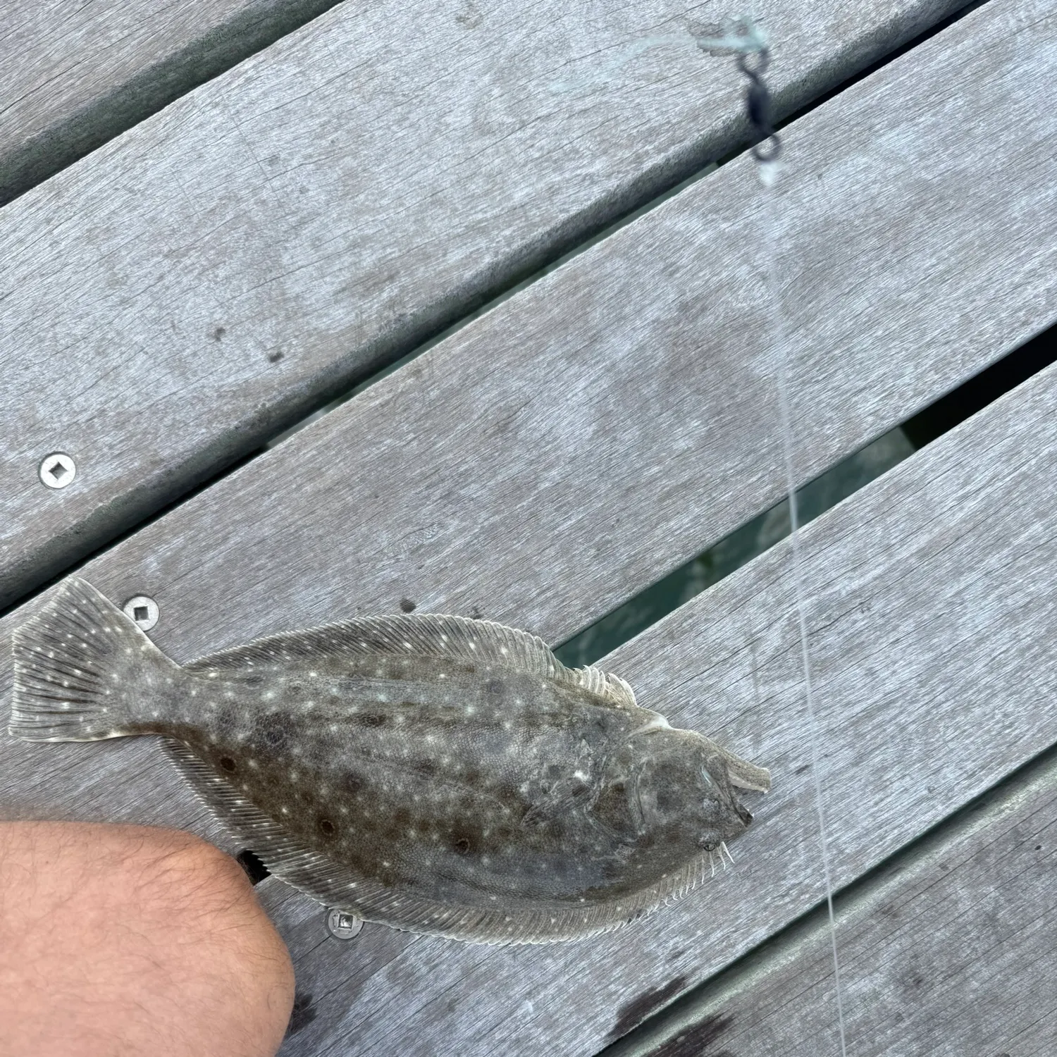 Summer flounder caught on Fishbrain