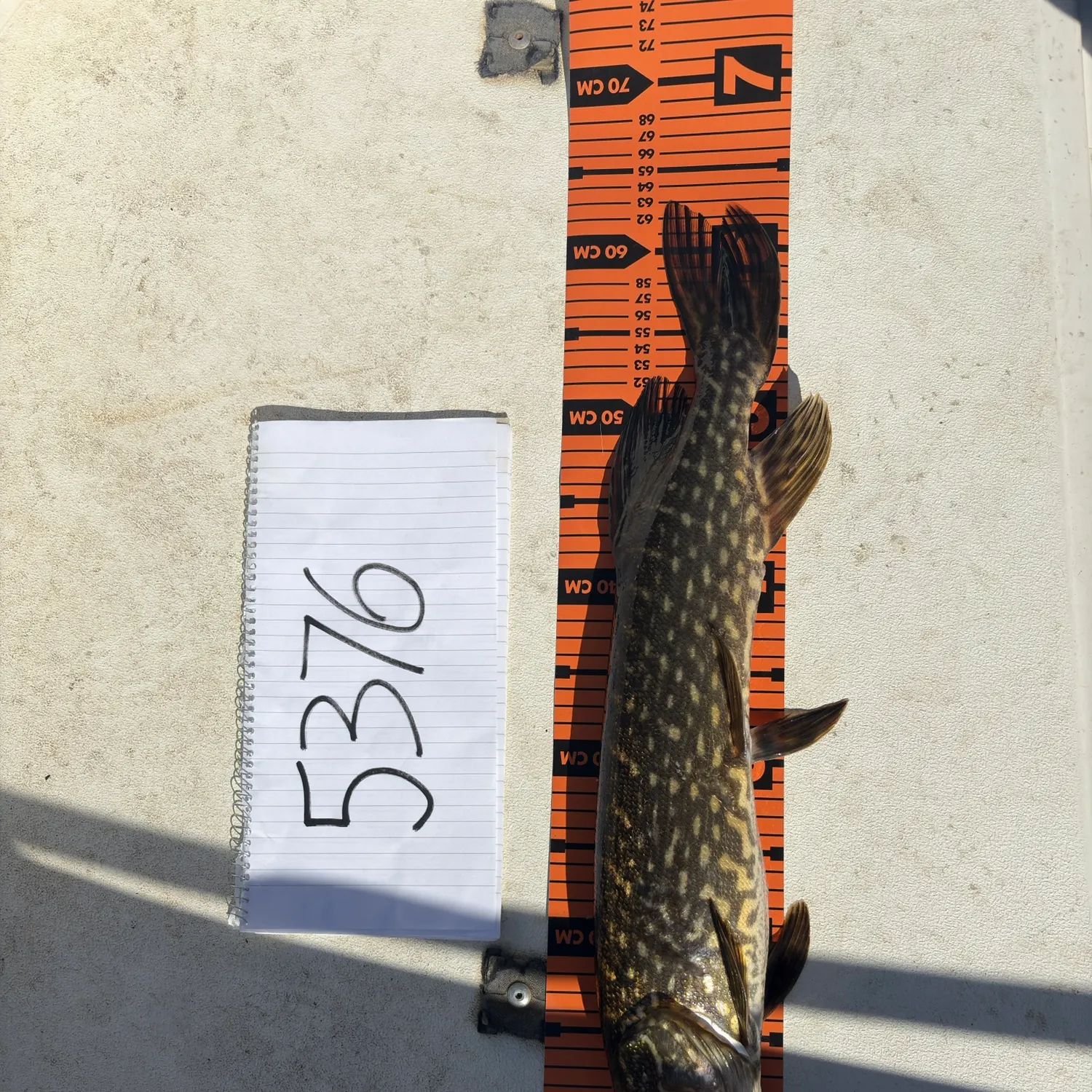 recently logged catches