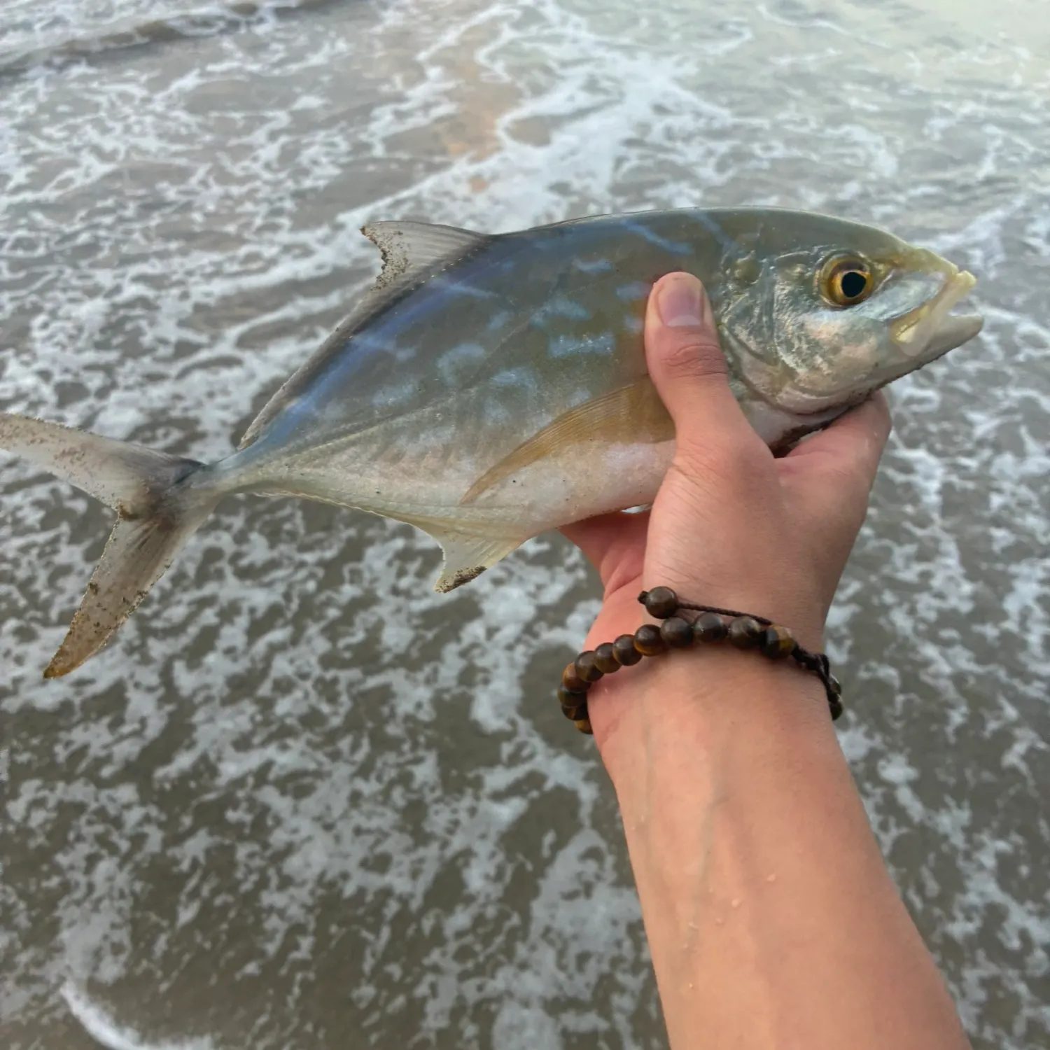 The most recent Yellow jack catches on Fishbrain