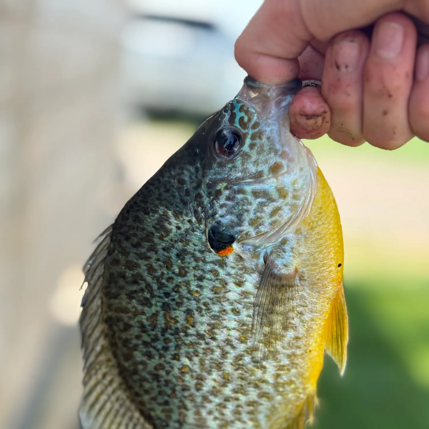 Pumpkinseed caught on Fishbrain