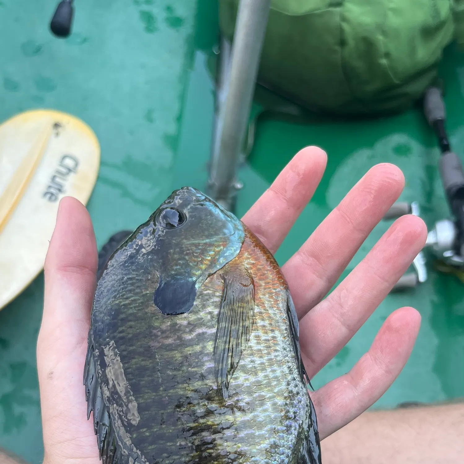 Bluegill caught on Fishbrain