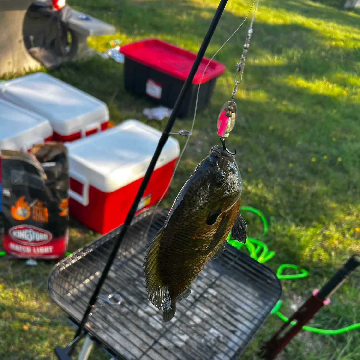 recently logged catches