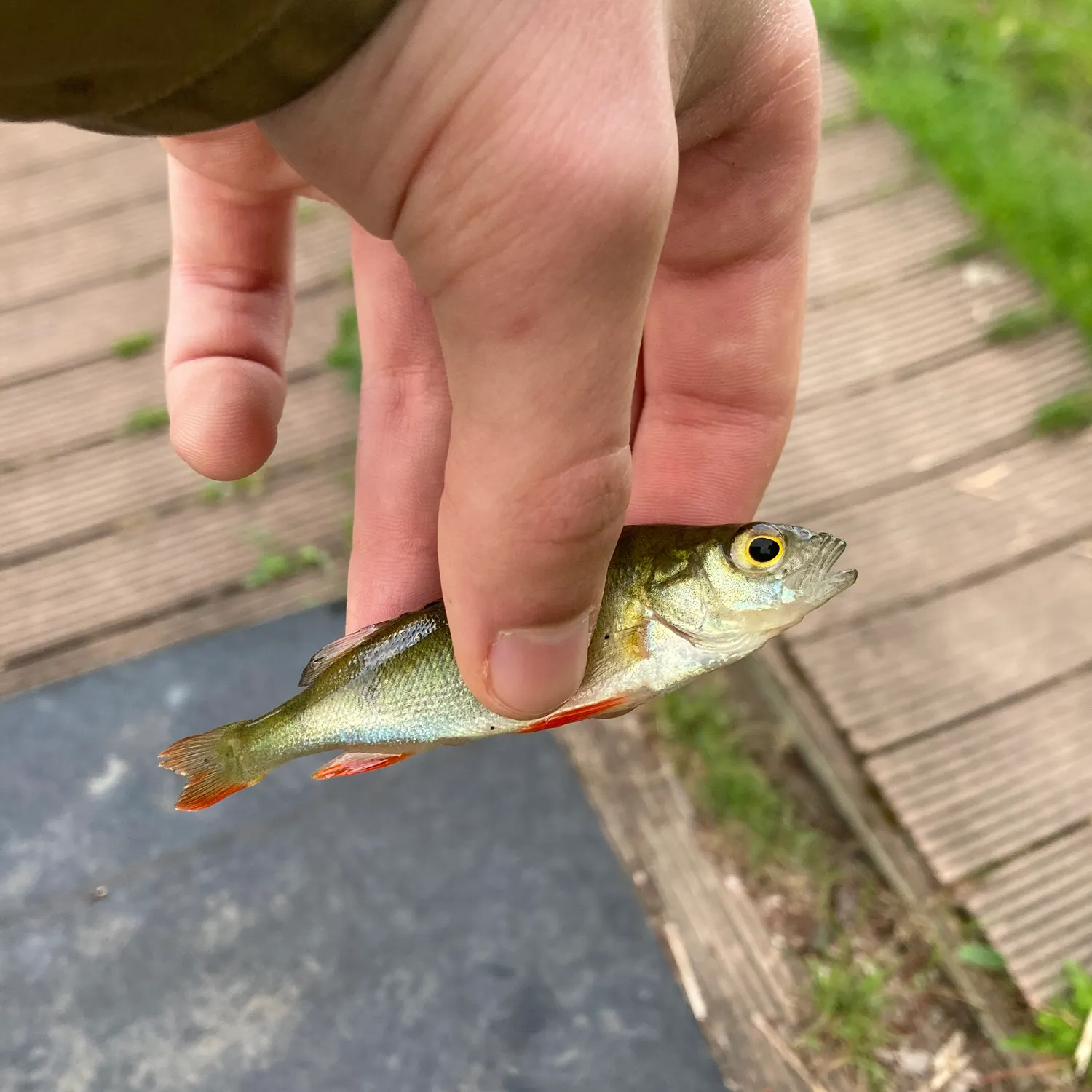 catch