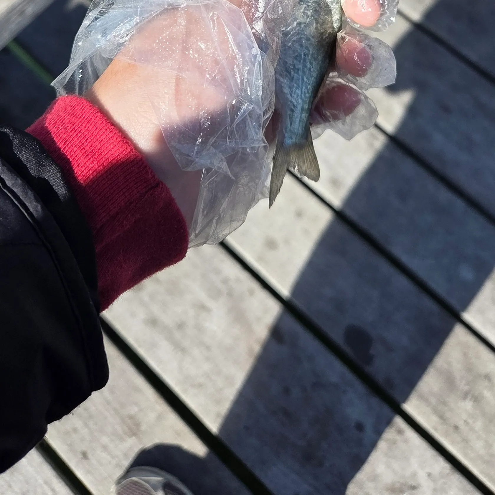 Bluefish caught on Fishbrain