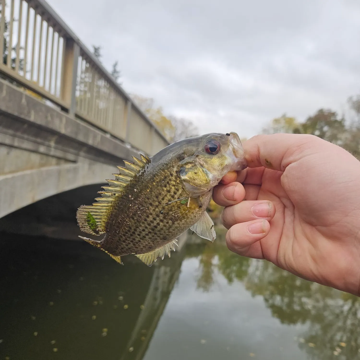Rock bass caught on Fishbrain