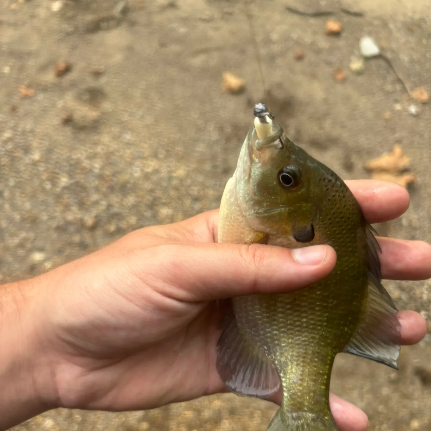 Bluegill caught on Fishbrain