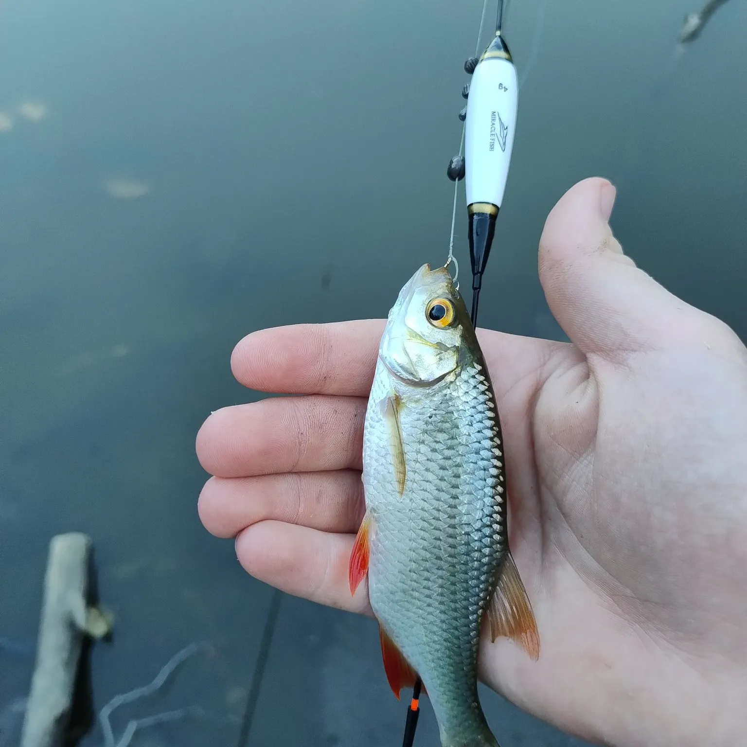 Common roach caught on Fishbrain