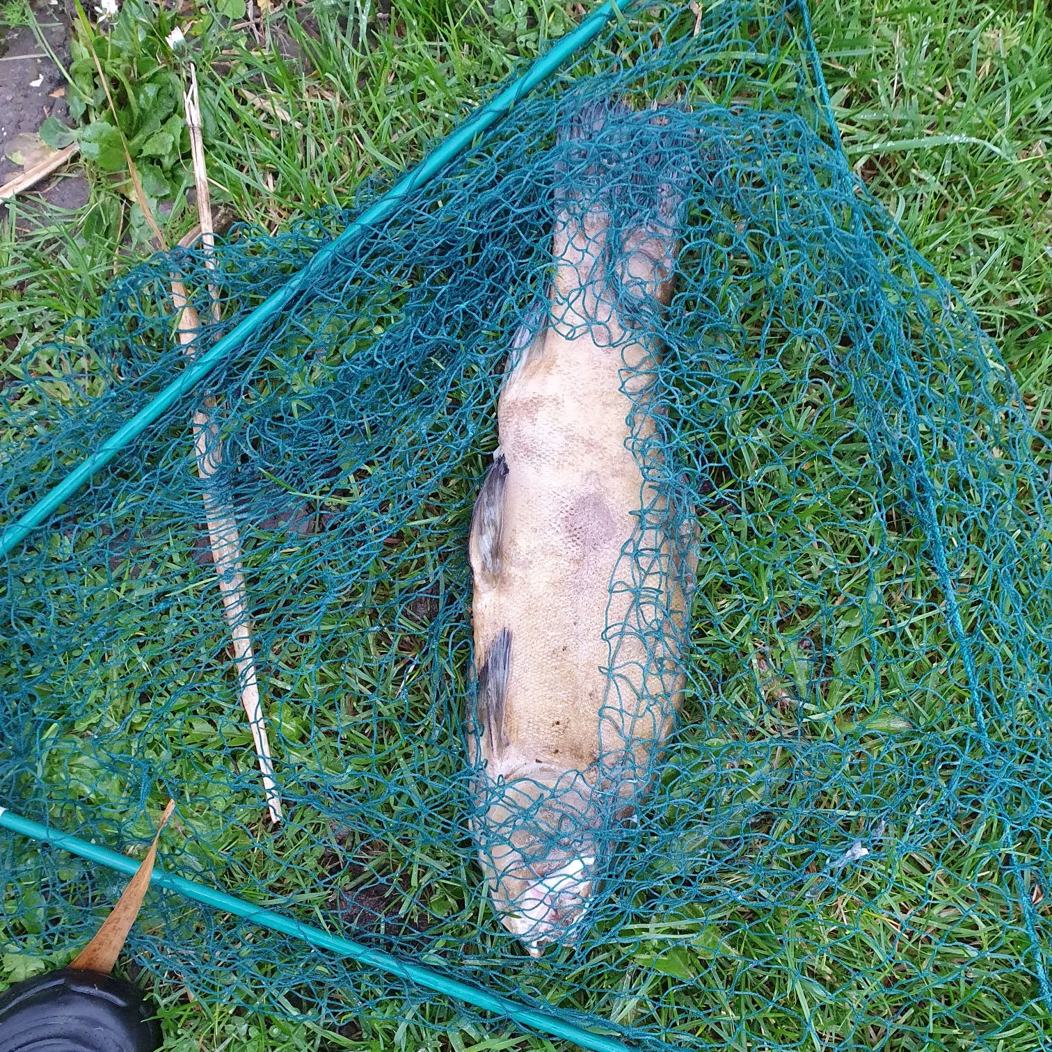 The most recent Tench catches on Fishbrain