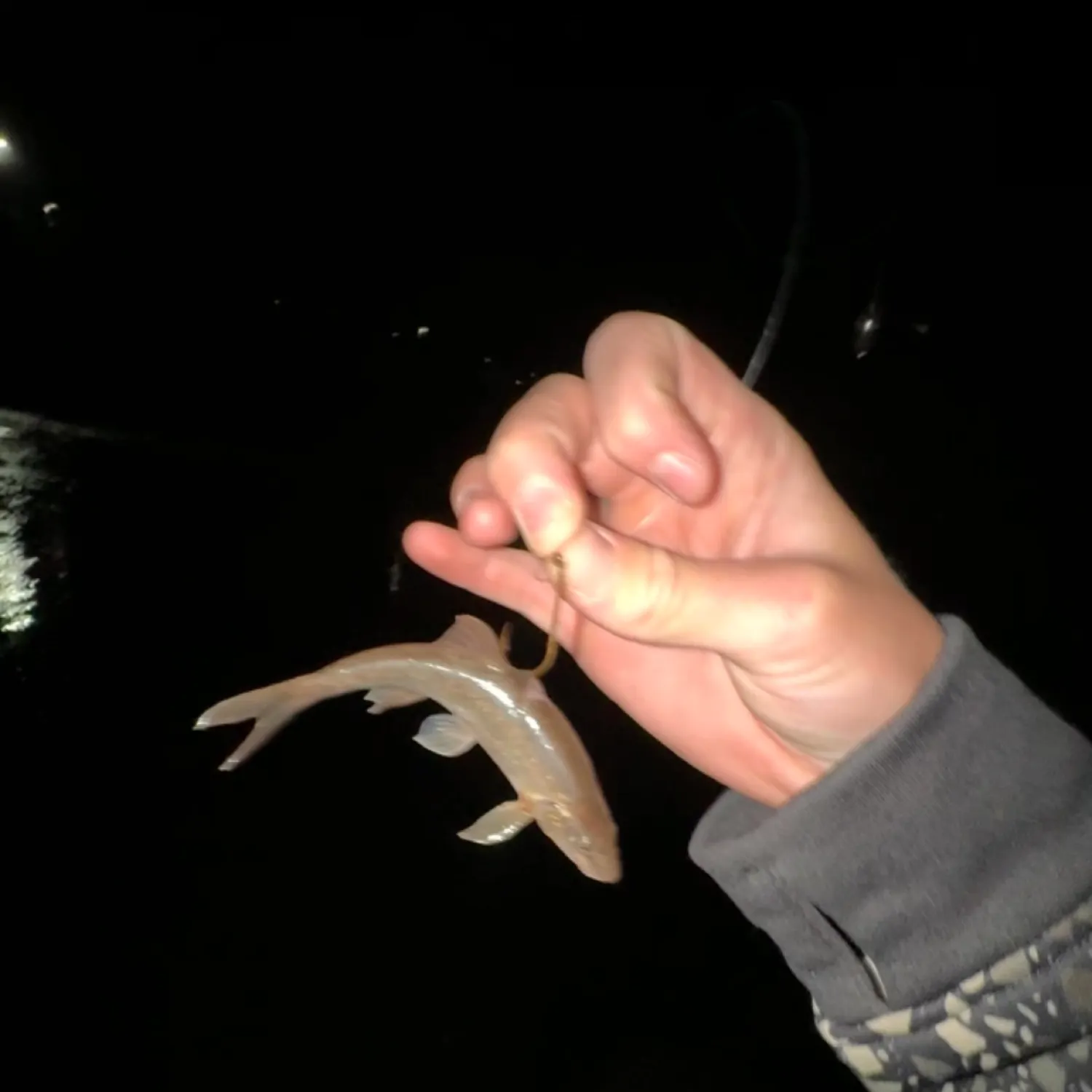 The most recent Colorado pikeminnow catches on Fishbrain