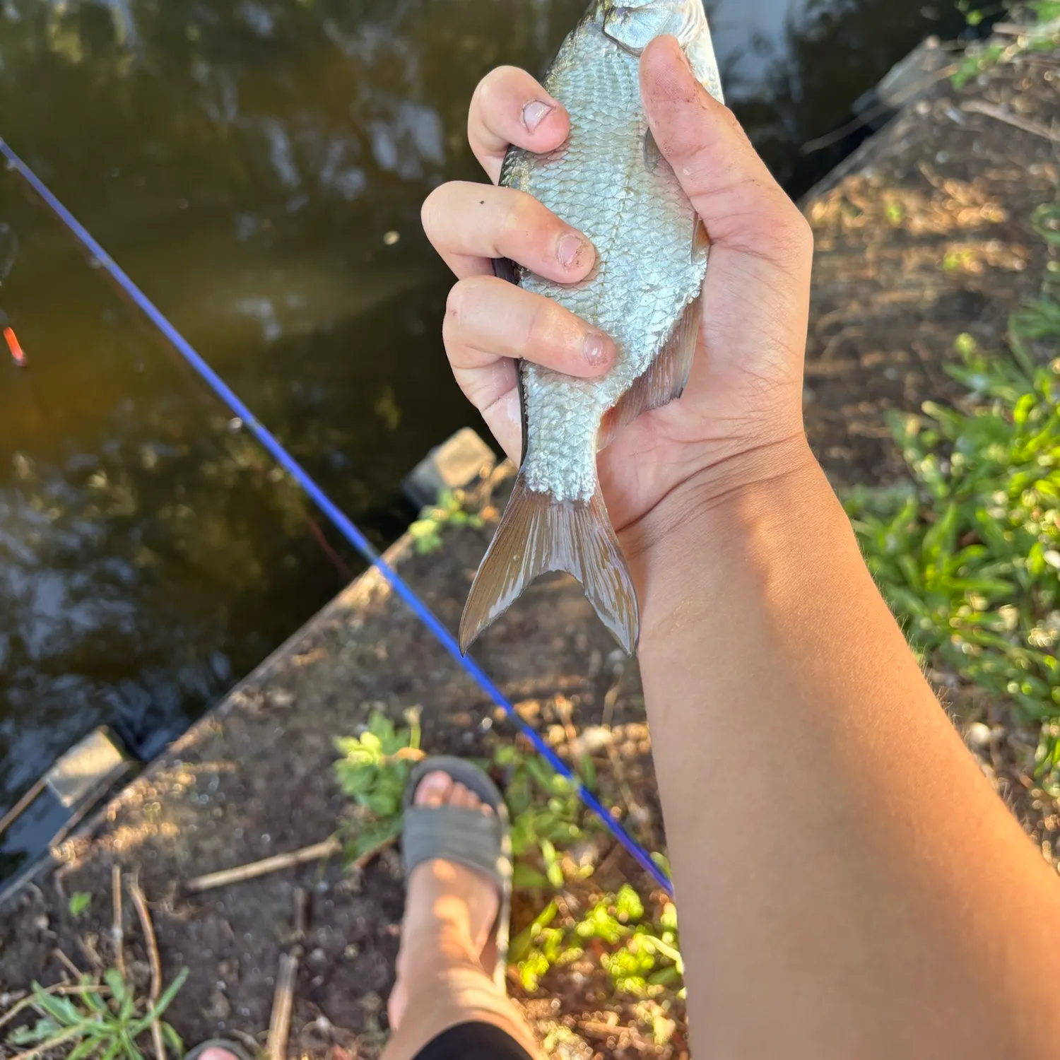 White bream caught on Fishbrain