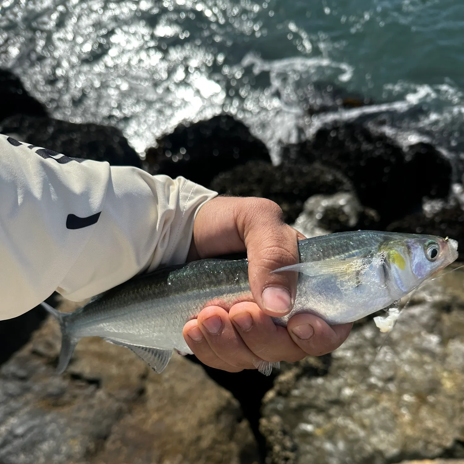 The most popular recent Surf smelt catch on Fishbrain