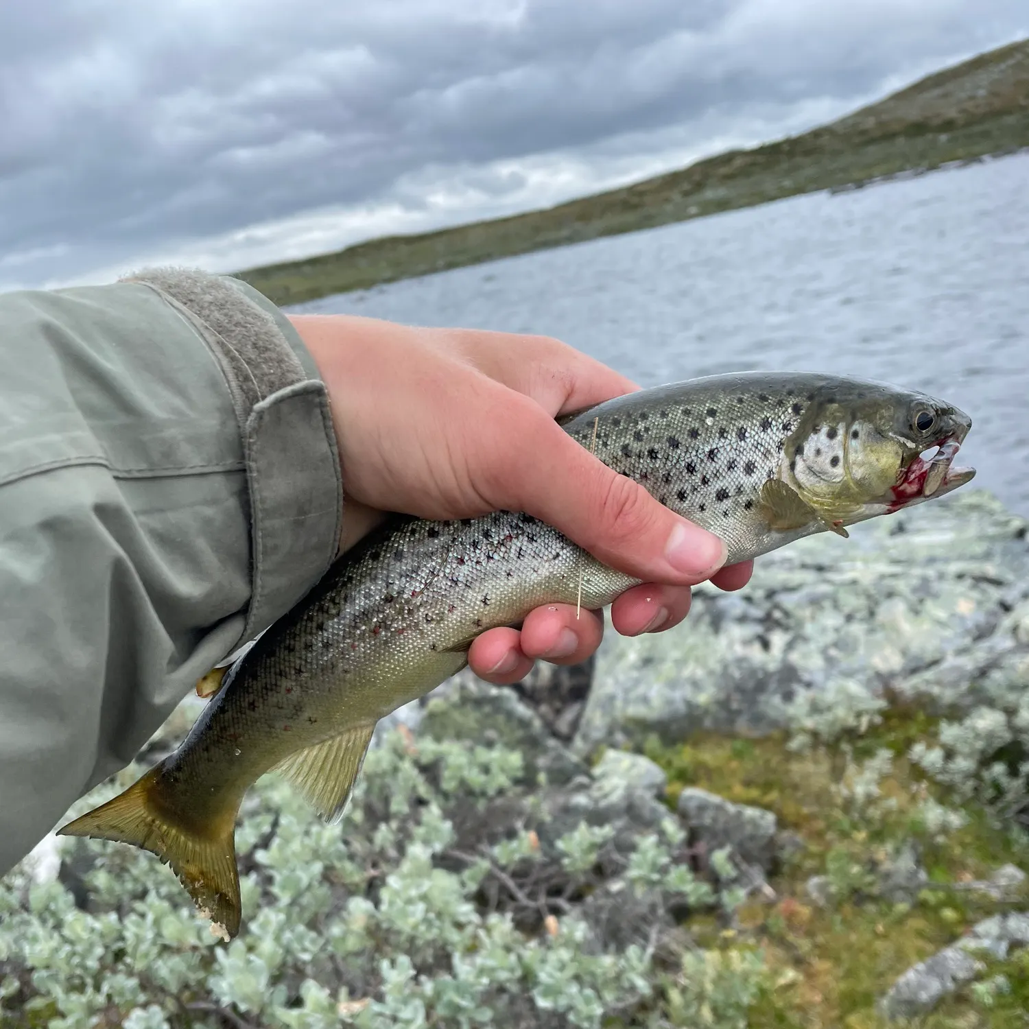 Brown trout caught on Fishbrain