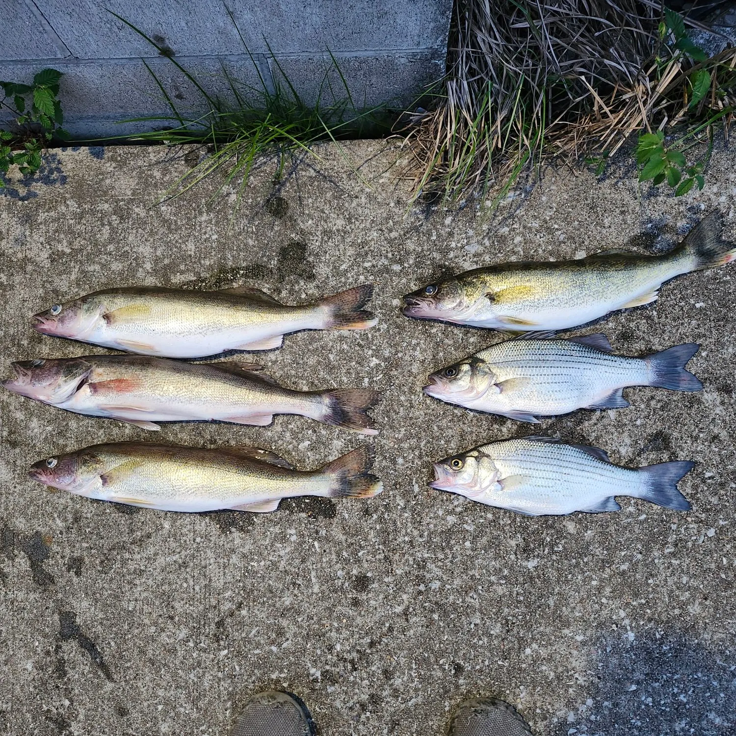 recently logged catches