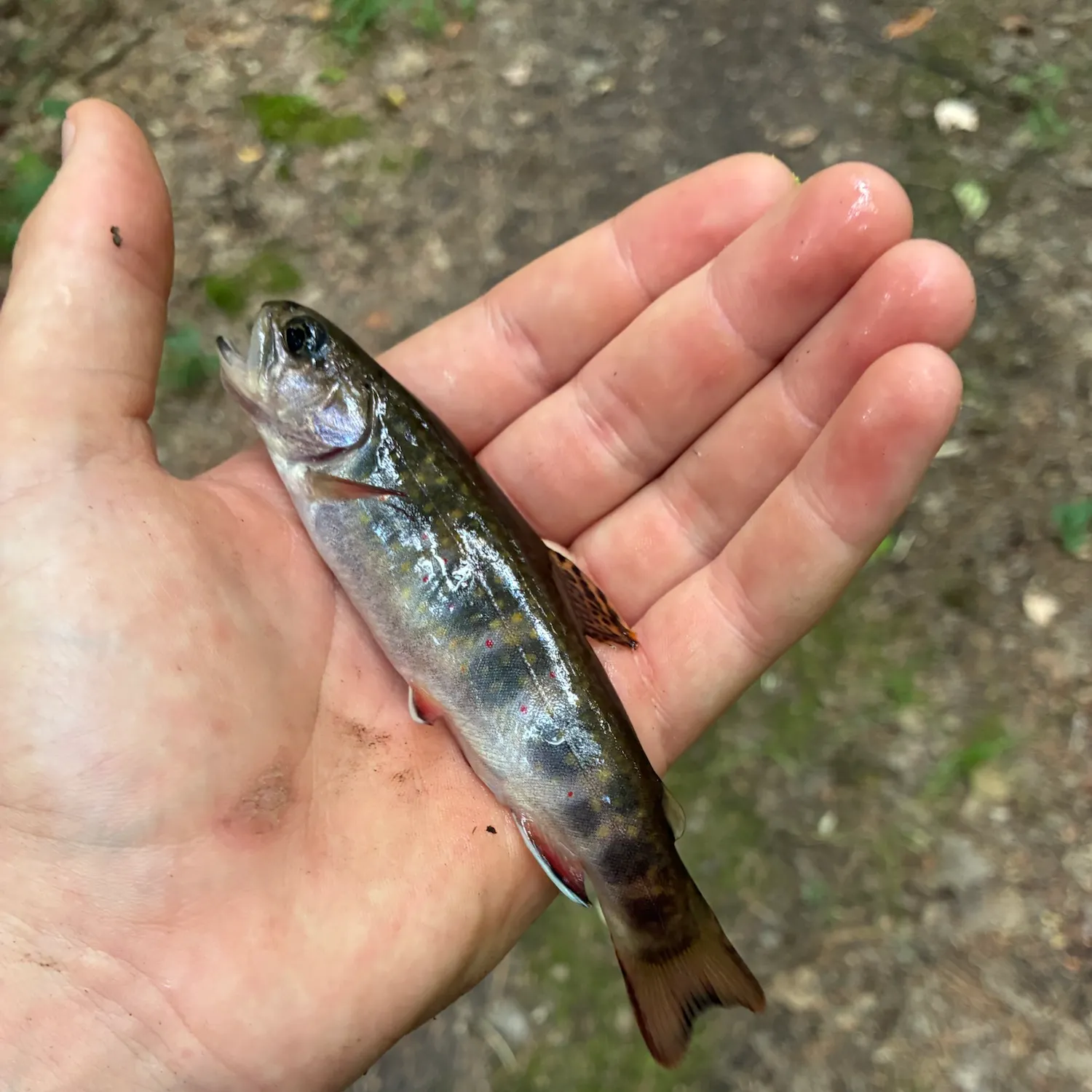 Brook trout caught on Fishbrain