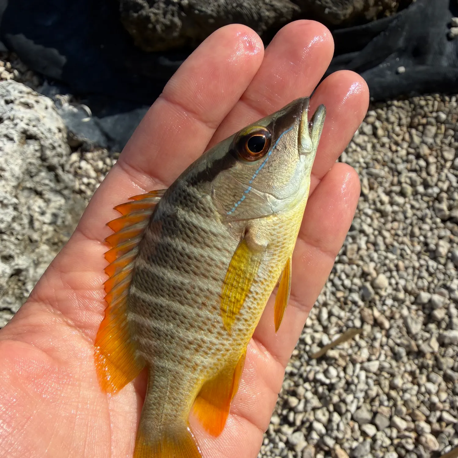 The most recent Schoolmaster snapper catches on Fishbrain