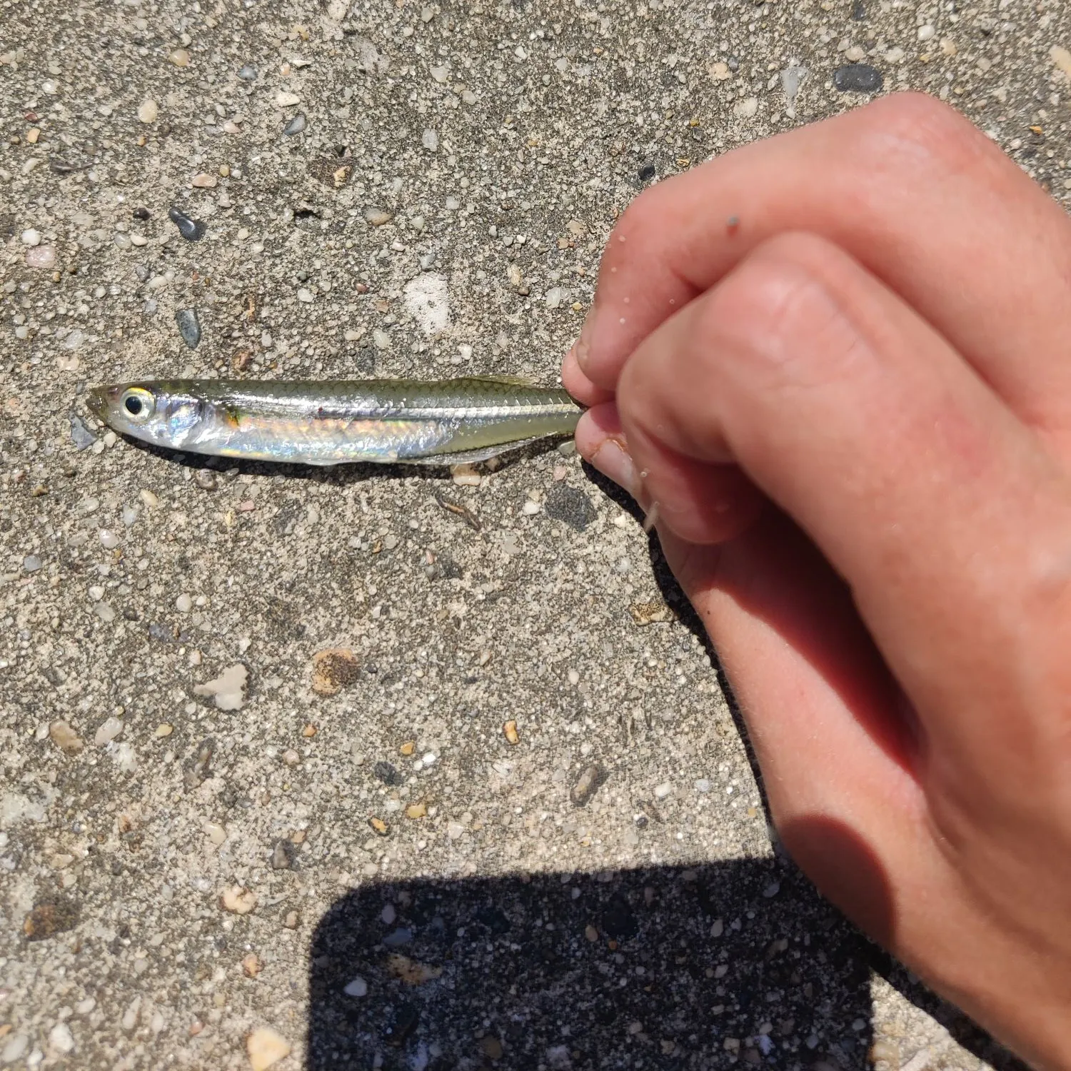 The most recent Atlantic silverside catches on Fishbrain