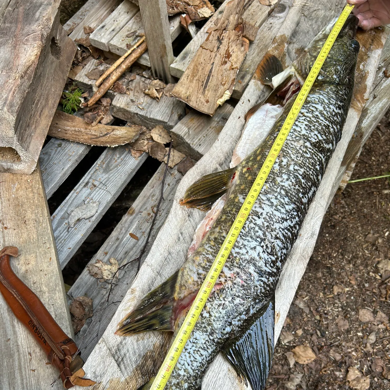 Fish caught on Fishbrain