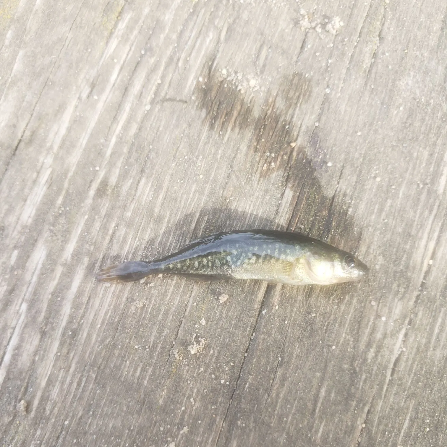 Brook stickleback caught on Fishbrain