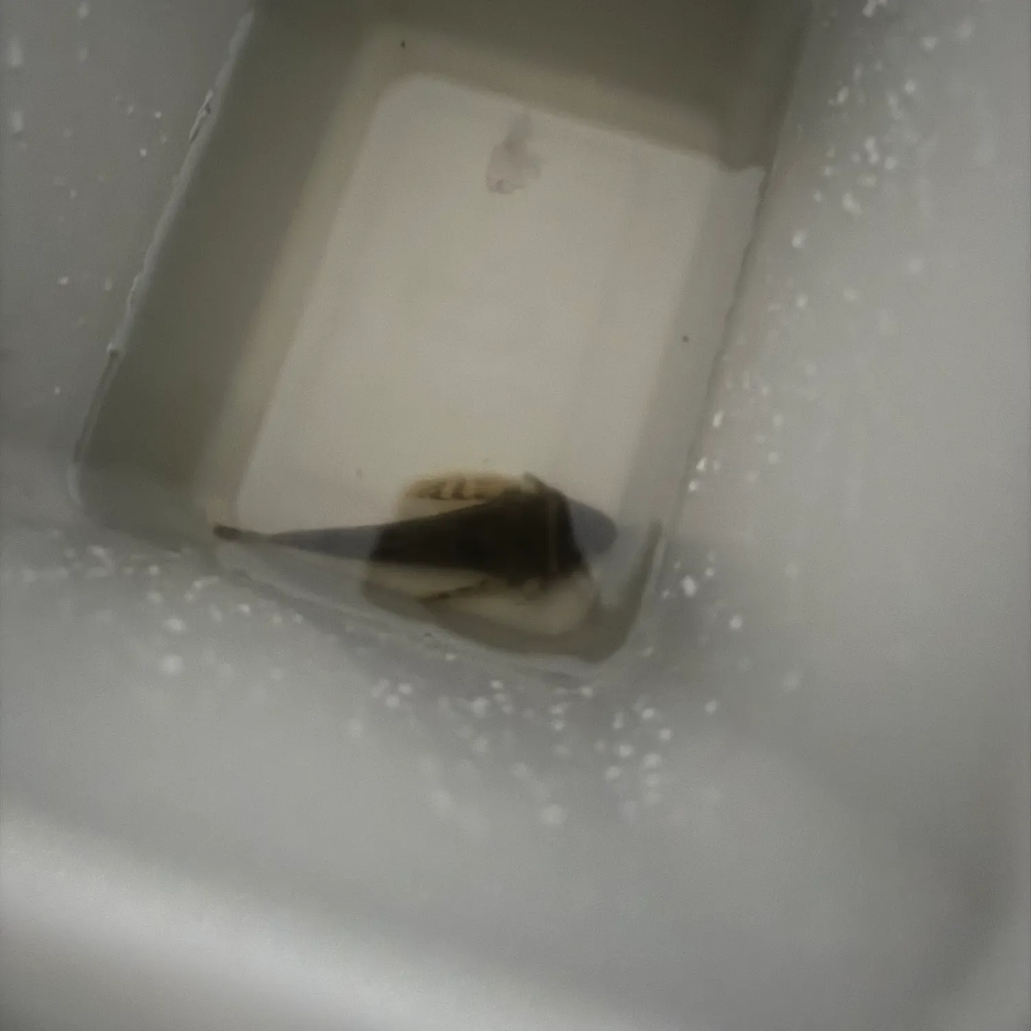 The most recent Spinyhead sculpin catches on Fishbrain